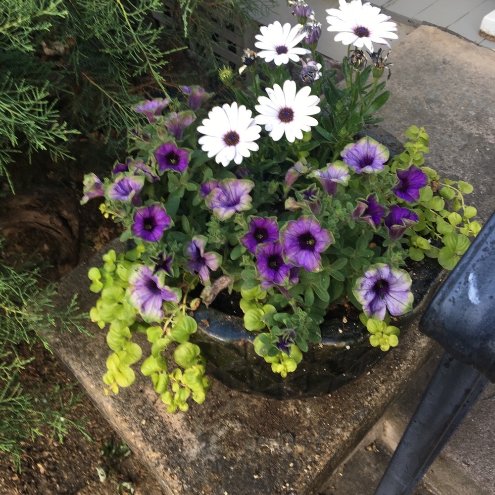 Meet your Posher, Sophie